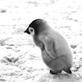 Emperor penguin chick