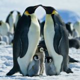 Antarctic wildlife