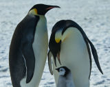 Emperor penguin family
