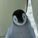 Emperor penguin chick