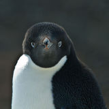 Adelie penguin