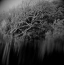 Brunel's Tree