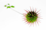 Spiky plant 1