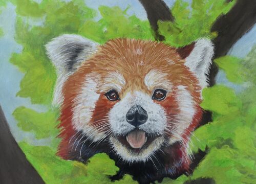 Cheeky Red Panda