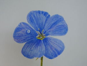 Flax Flower