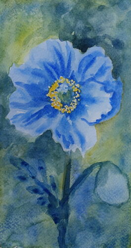 Himalayan Poppy