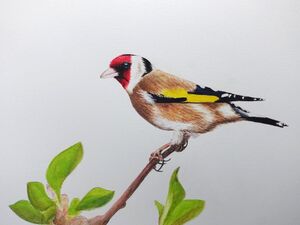 Goldfinch