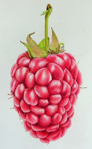 Raspberry