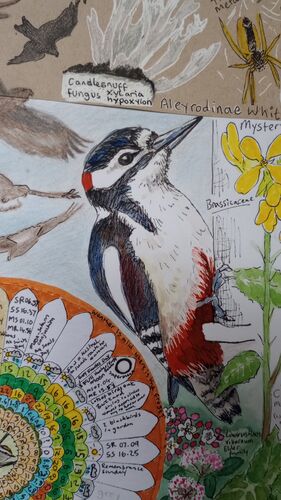 a woodpecker close up