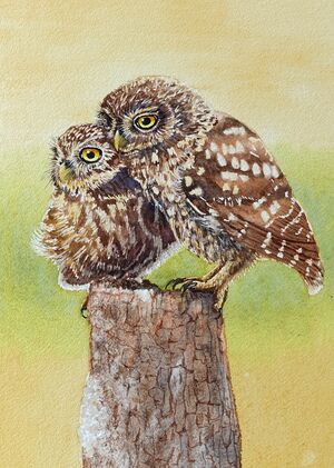 Little Owls