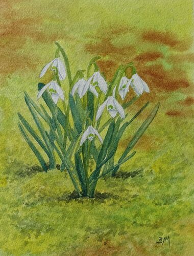 Snowdrops