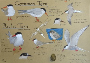 Sketchbooks and Study Pages