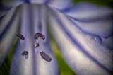 Agapanthus Detail
