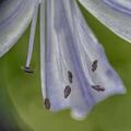 Agapanthus Detail MKii