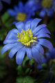 Anemone