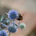 Sea Holly and visitor