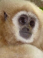 Blond Gibbon