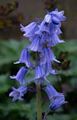 English bluebell