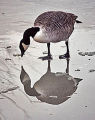 Canada Goose on Ice