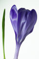 Crocus