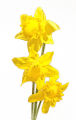 Daffodil