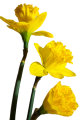 Daffodils