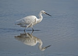 Egret - Poole Harbour