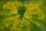 Euphorbia