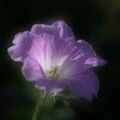 Geranium
