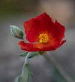Geum - Red