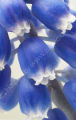 Grape Hyacinth