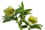 Hellebore