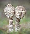Immature Parasol Mushroom
