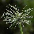 Agapanthus after the rain