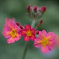 I think this may be a candellabra primula, but then again I could be wron g!