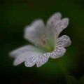 Geranium given the "Lensbaby" treatment