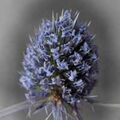 Sea Holly