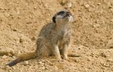 Meerkat II
