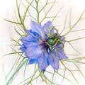 Nigella taken indoors