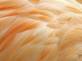 Flamingo feathers