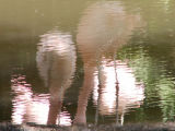R1 I4 Flamingo Reflection