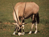 R1 I5 Gemsbok
