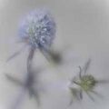 Sea Holly given the Lensbaby effect