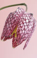 Snake's Head Fritillary