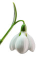 Snowdrop