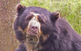 Spectacled Bear