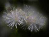Thalictrum