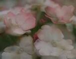 Verbena