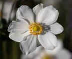 Japanese Anemone