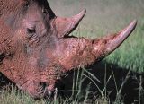 White Rhino